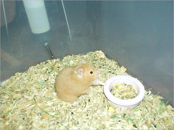 All about Dwarf Hamsters: The Guide Hamster Owner Should Have