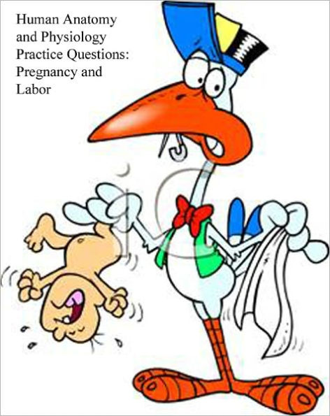 Human Anatomy and Physiology Practice Questions: Pregnancy and Labor