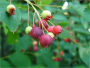 Organic Blueberry Preserves Recipe