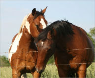 Title: Homemade Horse Treats Recipes Your Horses Will Like, Author: Sydney Clark