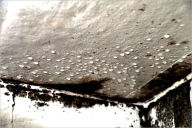 Title: How to Get Rid of Mold: Remove Black Mold the Right Way, Author: Kylie Butler