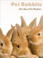Rabbits: All About Rabbits