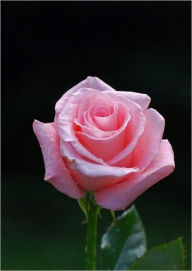 Title: How to Grow Roses: The Art of Taking Care of Your Beautiful Rose Garden, Author: Levi Bennett