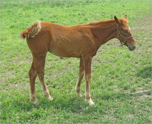 Horse Care Information You Don't Want to Miss