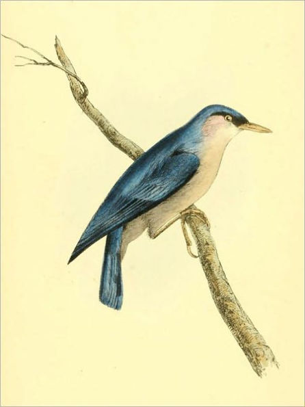 Zoological Illustrations, Volume II [Illustrated]