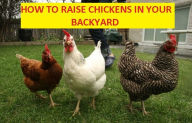 Title: Animals: How to Raise Chickens in your Backyard ( chicken, chanticleer, chick, cock, poult, meat, chicken, kiddie, bairn, offspring, chicken, moppet ), Author: animals Chicken Farm eBooks