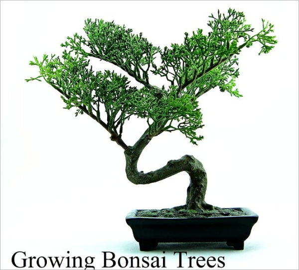 Growing Bonsai Trees