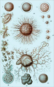 Title: The History of Creation, Vol. I (of 2) Or the Development of the Earth and its Inhabitants by the Action of Natural Causes(Illustrated), Author: Ernst Heinrich Philipp August Haeckel