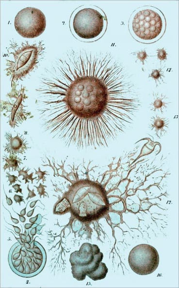 The History of Creation, Vol. I (of 2) Or the Development of the Earth and its Inhabitants by the Action of Natural Causes(Illustrated)