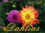 Dahlias