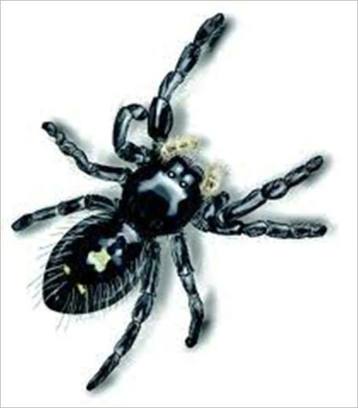 The spider book