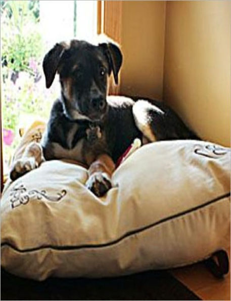 Travel Pet Bed instructions to make one of your own!