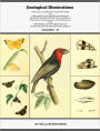 Zoological Illustrations, or Original Figures and Descriptions of New, Rare, or Interesting Animals (Volume 1 – 3) (Illustrated)