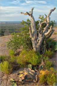 Title: Enchanted Rock Blue(s), Author: Robert Deming