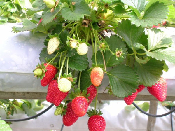 The Illustrated Strawberry Culturist: Containing the History, Sexuality, Field and Garden culture of Strawberries, Forcing or Pot Culture, how to grow from seed, hybridizing....