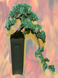 Title: Growing Bonsai Trees, Author: Alan Smith