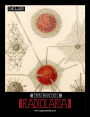 Ernst Haeckel Inspired by Nature
