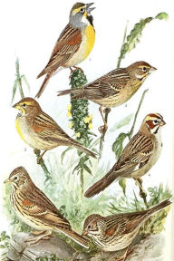 Title: A Synopsis of the Birds of North America by John James Audubon, Author: John James Audubon