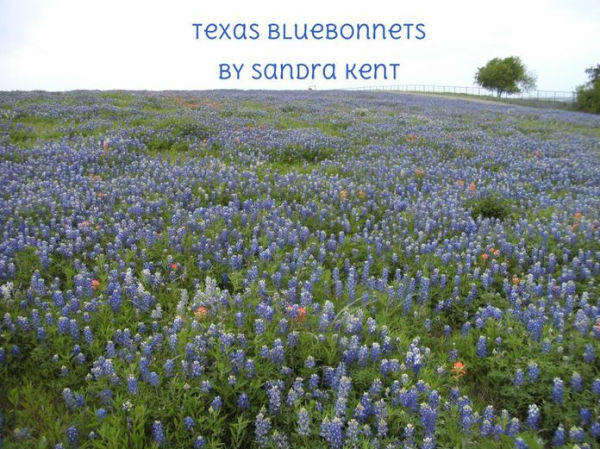 Texas Bluebonnets