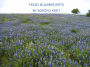 Texas Bluebonnets