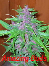 Title: Amazing Buds: A Fantasctic Collection Of Cannabis Buds In Color! AAA+++, Author: Bdp