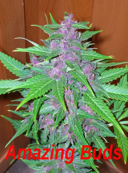 Amazing Buds: A Fantasctic Collection Of Cannabis Buds In Color! AAA+++