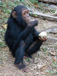 Title: Charlie the Chimps Day Out, Author: Tracy Potter