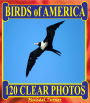 Birds of America. 120 Clear Photos.