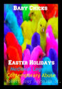Baby Chicks Easter Holidays Medieval Legend Contemporary Abuse