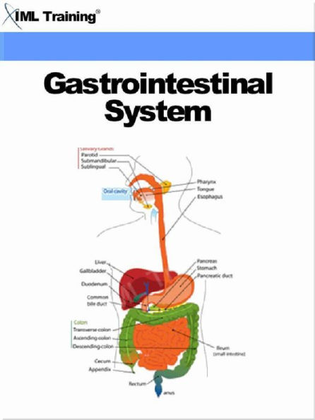 Gastrointestinal System (Human Body)