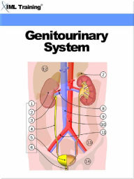 Title: Genitourinary System (Human Body), Author: IML Training