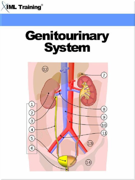 Genitourinary System (Human Body)