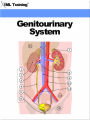 Genitourinary System (Human Body)