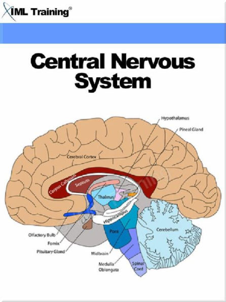 Central Nervous System (Human Body)