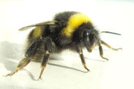 Title: Bumble Bee, Author: Richard Milleville