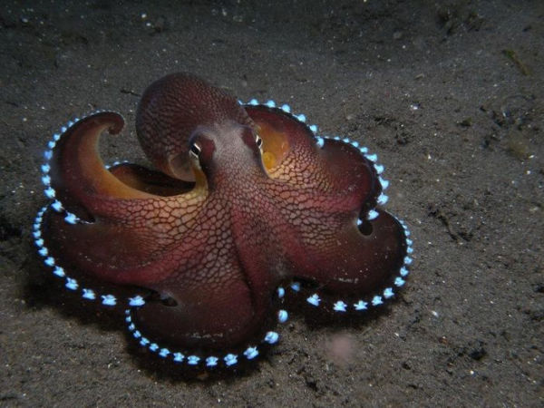 The Octopus's Magical Garden (OMG)