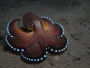 The Octopus's Magical Garden (OMG)
