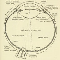 Title: The vertebrate eye and its adaptive radiation, Author: Gordon Lynn Walls