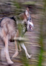 Title: Animal Books: 