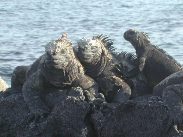 Nature: Galapagos Islands Amazing Animals Photo book ( spiders , tarantula , sea, creature, sea world, underwater world, horse, wild, forest, beast, animals, elephant, photo, fish, wildlife, ocean, shark, octopus )