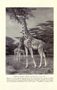 Title: Extinct and vanishing mammals of the Old World, Author: Francis Harper