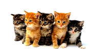 Title: Caring for Your Cat's Design, Author: David Waites
