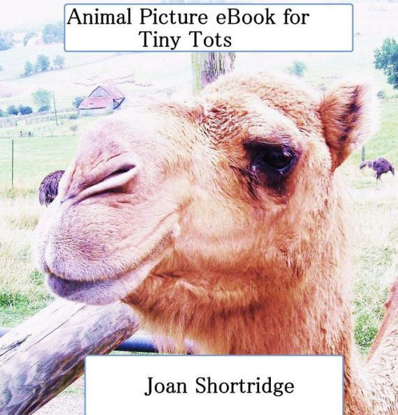Animal Picture eBook for Tiny Tots