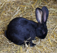 Title: Pix the Rabbit, Author: Brenda Kay Winters