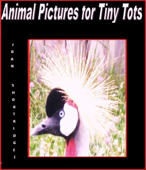 Animal Pictures for Tiny Tots