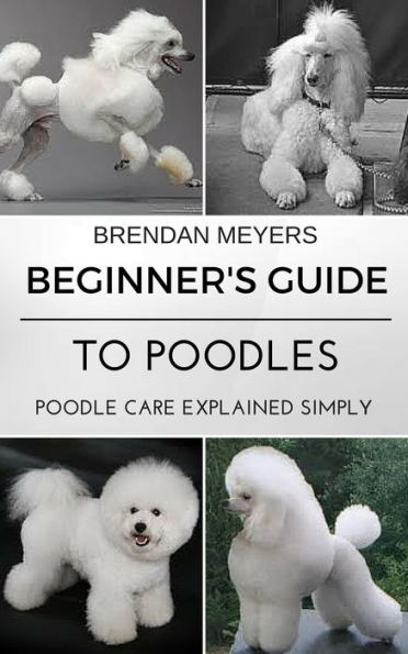 Beginner's Guide To Poodles - Poodle Care Explained Simply