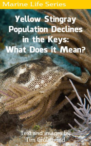 Title: Yellow Stingray Population Declines in the Keys: What Does it Mean?, Author: Tim Grollimund