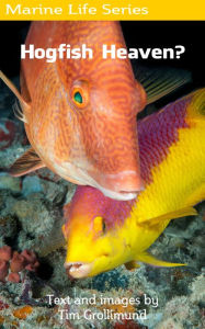 Title: Hogfish Heaven?, Author: Tim Grollimund