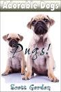 Adorable Dogs: Pugs