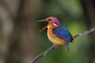 Title: Beginners bird identification, Author: Sebastian Ngasoma